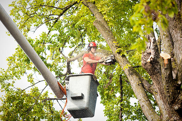 Emergency Storm Tree Removal in Shields, MI